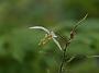 Epimedium stellulata Wudang Star